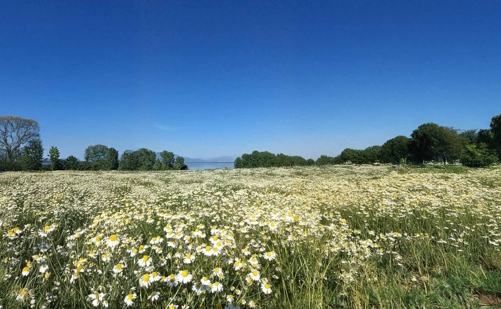 The beautiful fields surrounding Kerkini village, just steps from Black Swan
