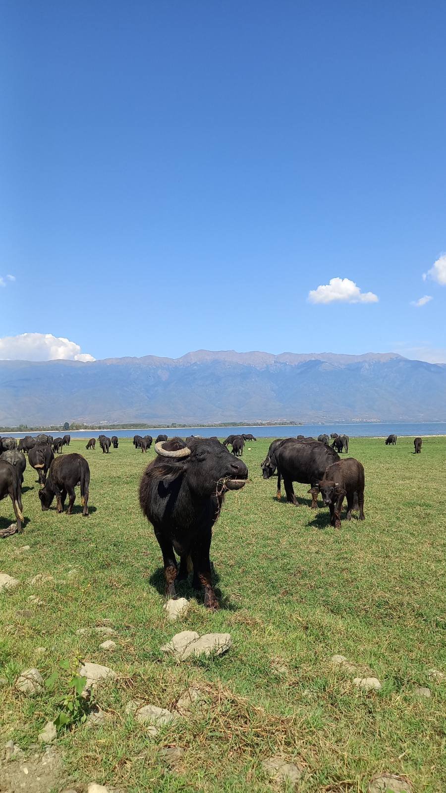Greek water buffalo herd grazing on green meadows with Kerkini mountains panorama