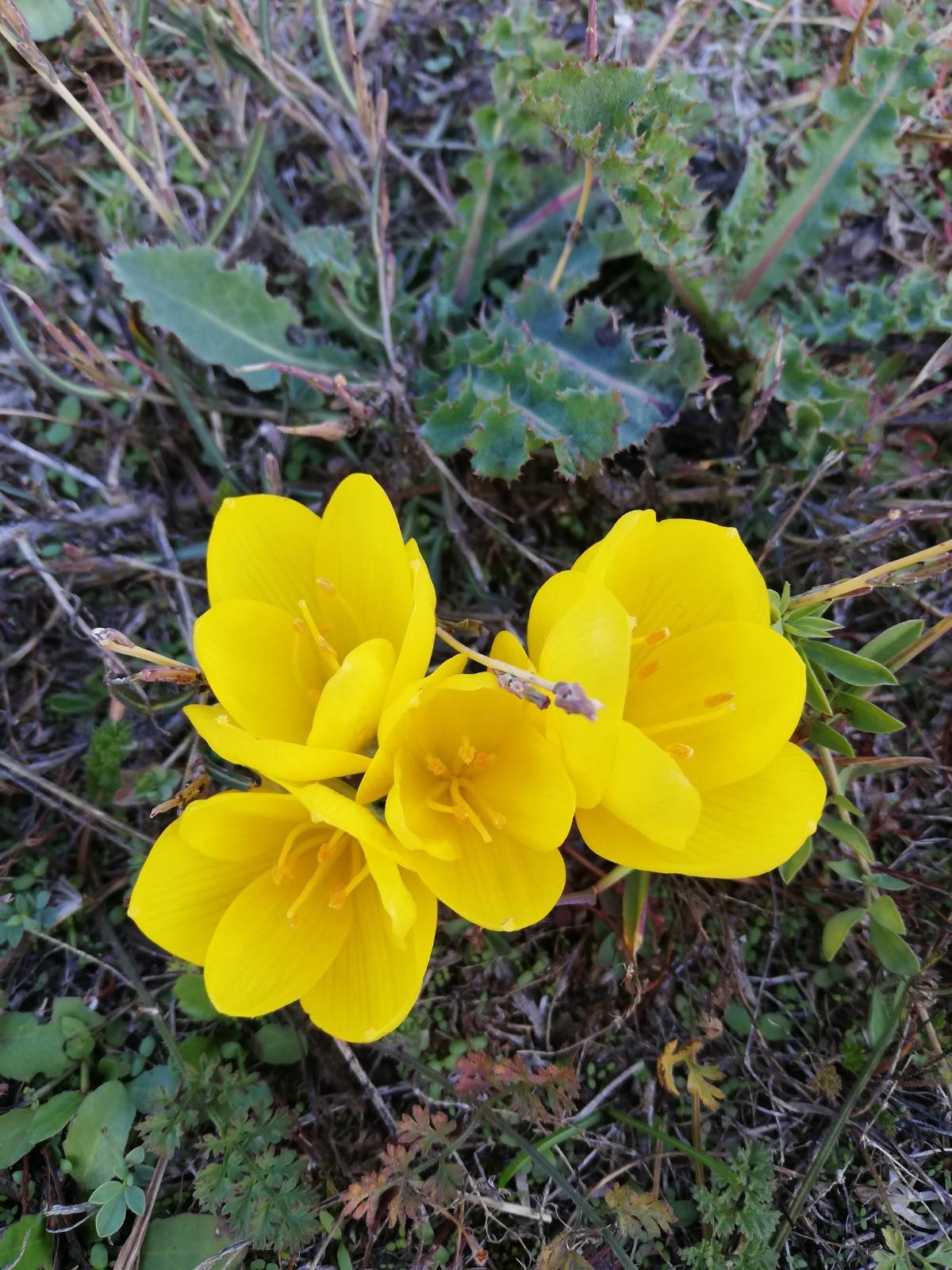 Herd of water buffaloes bathing in Lake Kerkini wetlands