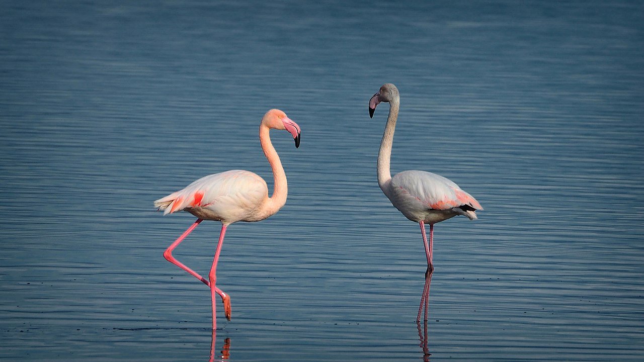 Two elegant pink flamingos wading through the calm shallow waters of Lake Kerkini